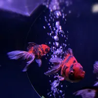アートアクアリウム美術館の写真・動画_image_923606