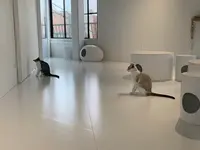保護猫喫茶 necomaの写真・動画_image_925765