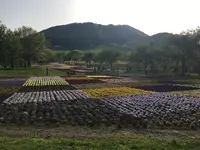 薬莱山の写真・動画_image_925968