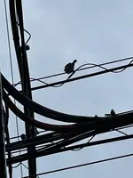 バンクーバーCoastの写真・動画_image_930478