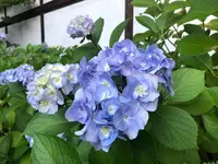 川越氷川神社の写真・動画_image_938361