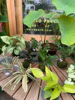 SOLSO PARKの写真・動画_image_939907