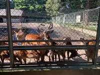 鹿島神宮の写真・動画_image_949298