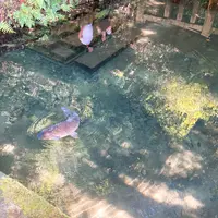 鹿島神宮の写真・動画_image_949299