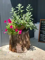 GROVE CAFEの写真・動画_image_955849