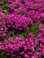 羊山公園の写真・動画_image_959082