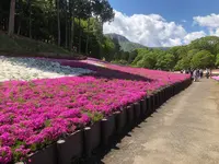 羊山公園の写真・動画_image_959083