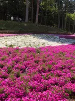 羊山公園の写真・動画_image_959084