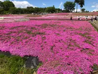 羊山公園の写真・動画_image_959085