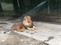 群馬サファリパークの写真・動画_image_959216
