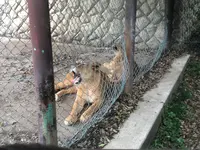 群馬サファリパークの写真・動画_image_959217