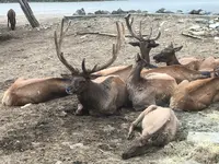 群馬サファリパークの写真・動画_image_959219