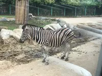 群馬サファリパークの写真・動画_image_959221
