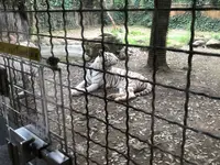 群馬サファリパークの写真・動画_image_959223