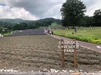 たんばらラベンダーパークの写真・動画_image_959583