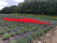 たんばらラベンダーパークの写真・動画_image_959585