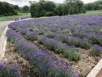 たんばらラベンダーパークの写真・動画_image_959587