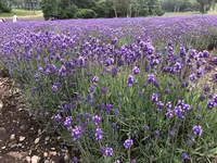 たんばらラベンダーパークの写真・動画_image_959589