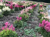 たんばらラベンダーパークの写真・動画_image_959590