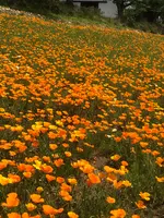宝登山の写真・動画_image_959660