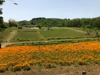 宝登山の写真・動画_image_959662