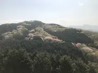 仙元山の写真・動画_image_959667
