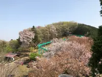 仙元山の写真・動画_image_959669