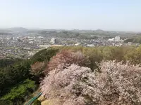 仙元山の写真・動画_image_959670