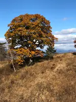 北軽井沢の写真・動画_image_959690