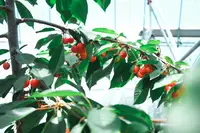 槙農園の写真・動画_image_962302