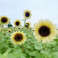和泉リサイクル環境公園の写真・動画_image_962508
