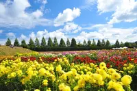 世羅高原農場の写真・動画_image_975555