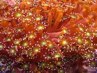 なぎさ水族館の写真・動画_image_975903