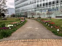 都立シンボルプロムナード公園　の写真・動画_image_991326