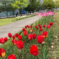 都立シンボルプロムナード公園　の写真・動画_image_991328