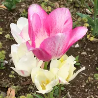 都立シンボルプロムナード公園　の写真・動画_image_991331
