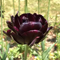 都立シンボルプロムナード公園　の写真・動画_image_991332