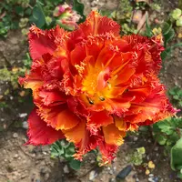 都立シンボルプロムナード公園　の写真・動画_image_991335