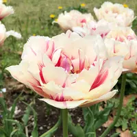 都立シンボルプロムナード公園　の写真・動画_image_991336