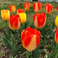 都立シンボルプロムナード公園　の写真・動画_image_991337