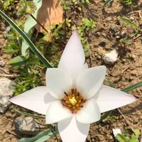 都立シンボルプロムナード公園　の写真・動画_image_991338