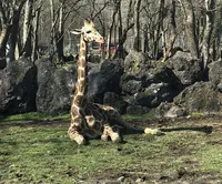 富士サファリパークの写真・動画_image_310562