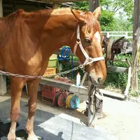 ばとうホースランドの写真・動画_image_29931