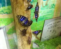 カタクリとオオムラサキの林の写真・動画_image_30544