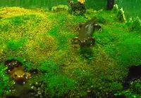 浅虫水族館の写真・動画_image_25363