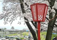 墨俣桜まつりの写真・動画_image_27064