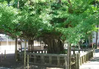 誕生寺の写真・動画_image_34194
