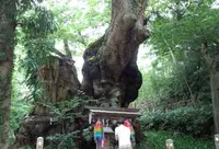 來宮神社の写真・動画_image_42254