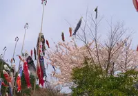 グリーンエコー笠形の写真・動画_image_70678