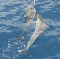 （株）パパヤマリンスポーツの写真・動画_image_72647